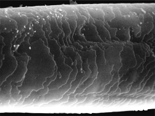 コリンスキー原毛のキューティクル