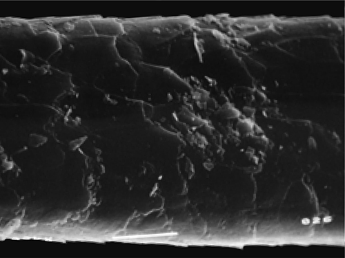 狸原毛のキューティクル