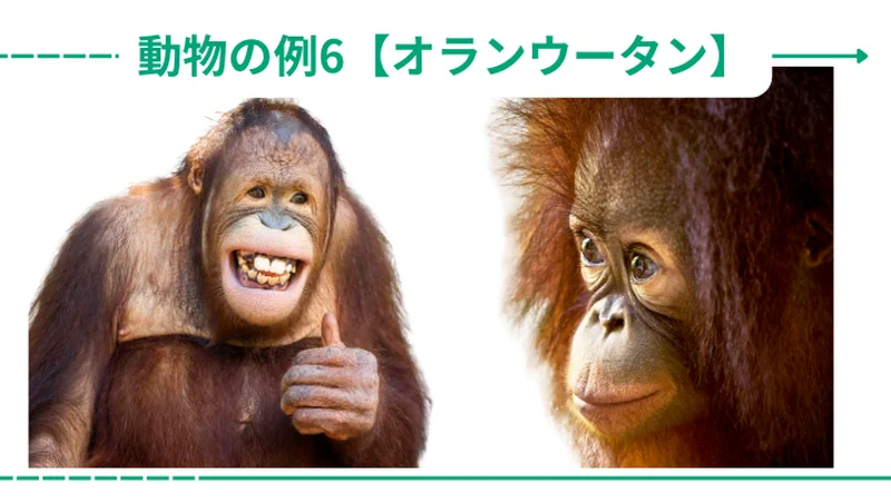 自分を動物に例えるとオランウータン
