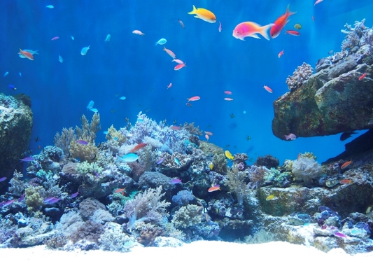【朝食付】☆仙台うみの杜水族館★入館引換券付プラン♪(大人2名・小学生1名・幼児1名) 画像その1