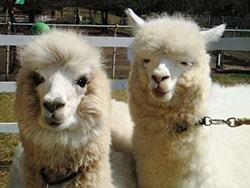 大山トム・ソーヤ牧場