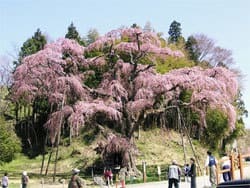 紅枝垂地蔵ザクラ