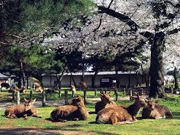 奈良公園
