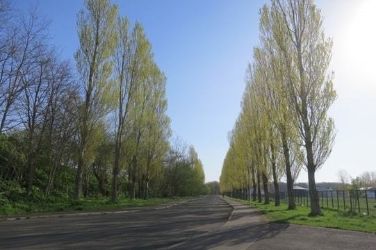 ポプラ並木・イチョウ並木(北海道大学内)