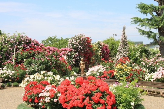 一本木公園(バラ公園)