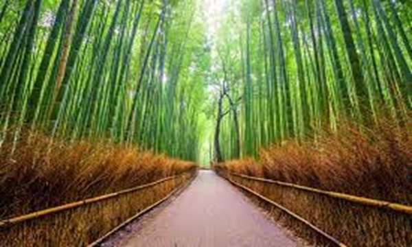 竹林の小径