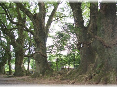 轟神社のクスノキ