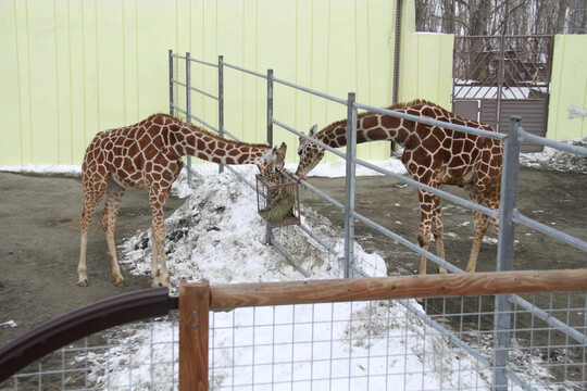 釧路市動物園