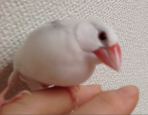 Keiko
