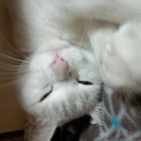 カントリーキッチン