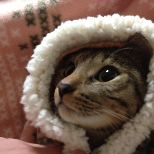 のあ
