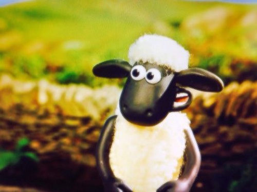 shaun