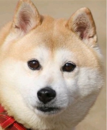 ごはんできたよ〜