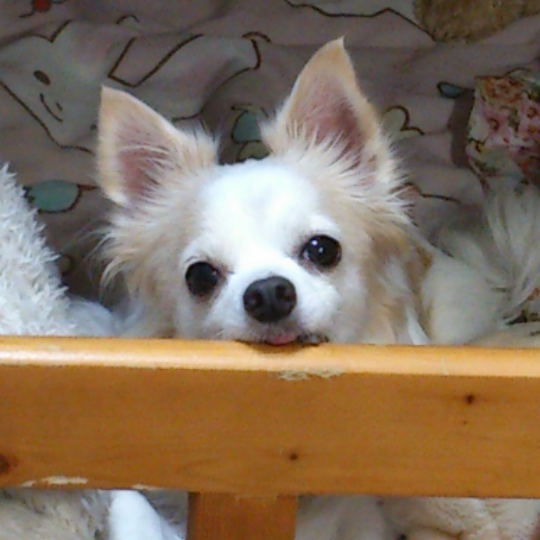 めろろ(*・ｘ・)ノ~~~♪