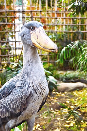 料理写真の練習