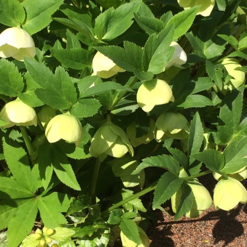 クリスマスローズ