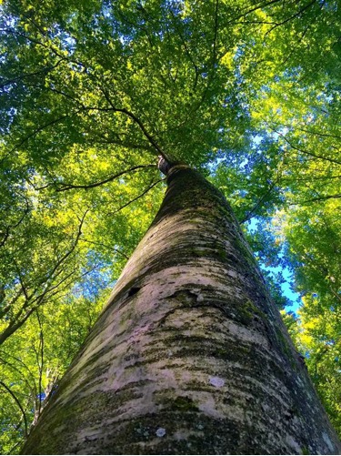 Rio T Bollag(里桜)