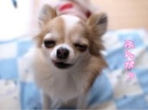 あおへい