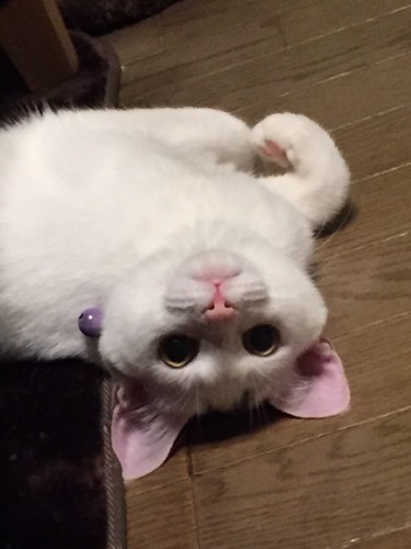 マウンテンゴリラ