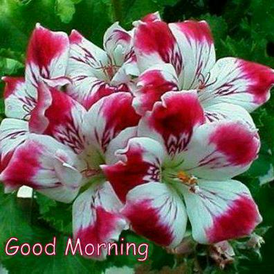 somya tripathi