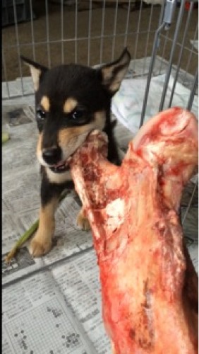 縄文柴犬