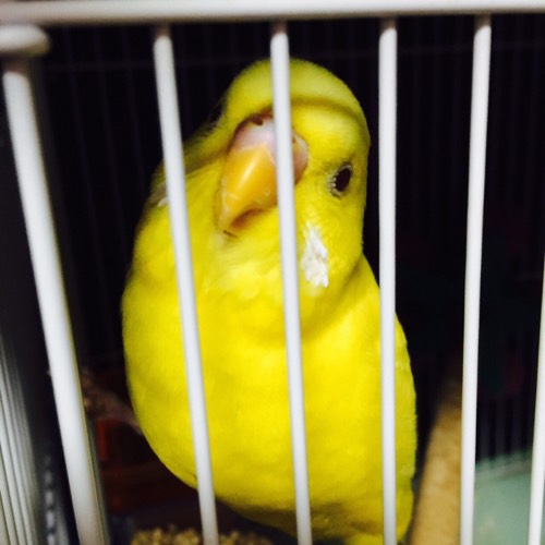 せきせいいんこらぶ Sekiseialice7 さんのsnapdishの料理写真 レシピ投稿一覧