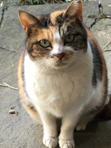 サンタ(=^x^=)モモコ