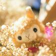 ずんこたん