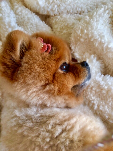 はーちゃん