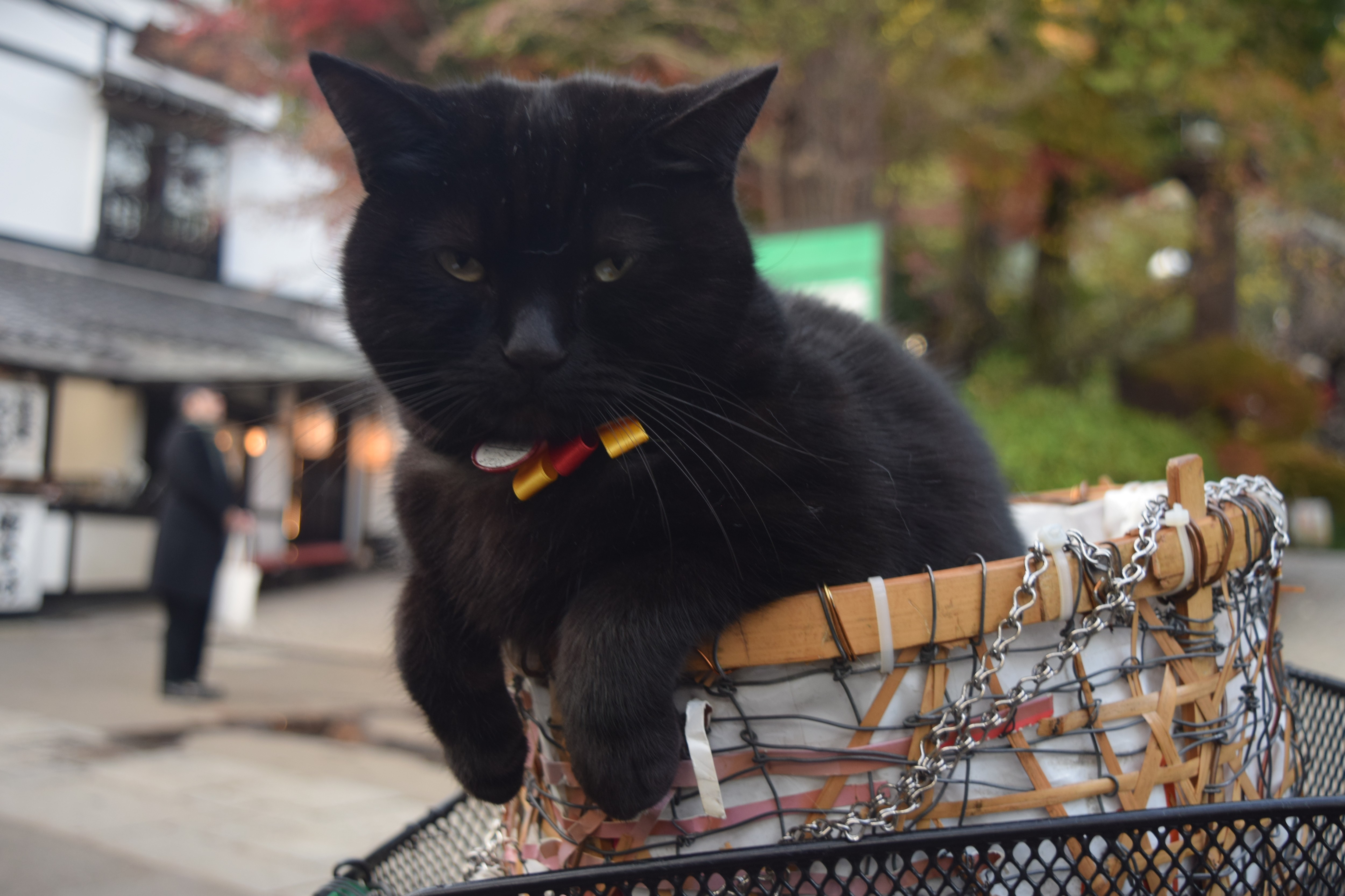 Ana (POT_Y134YUM609)