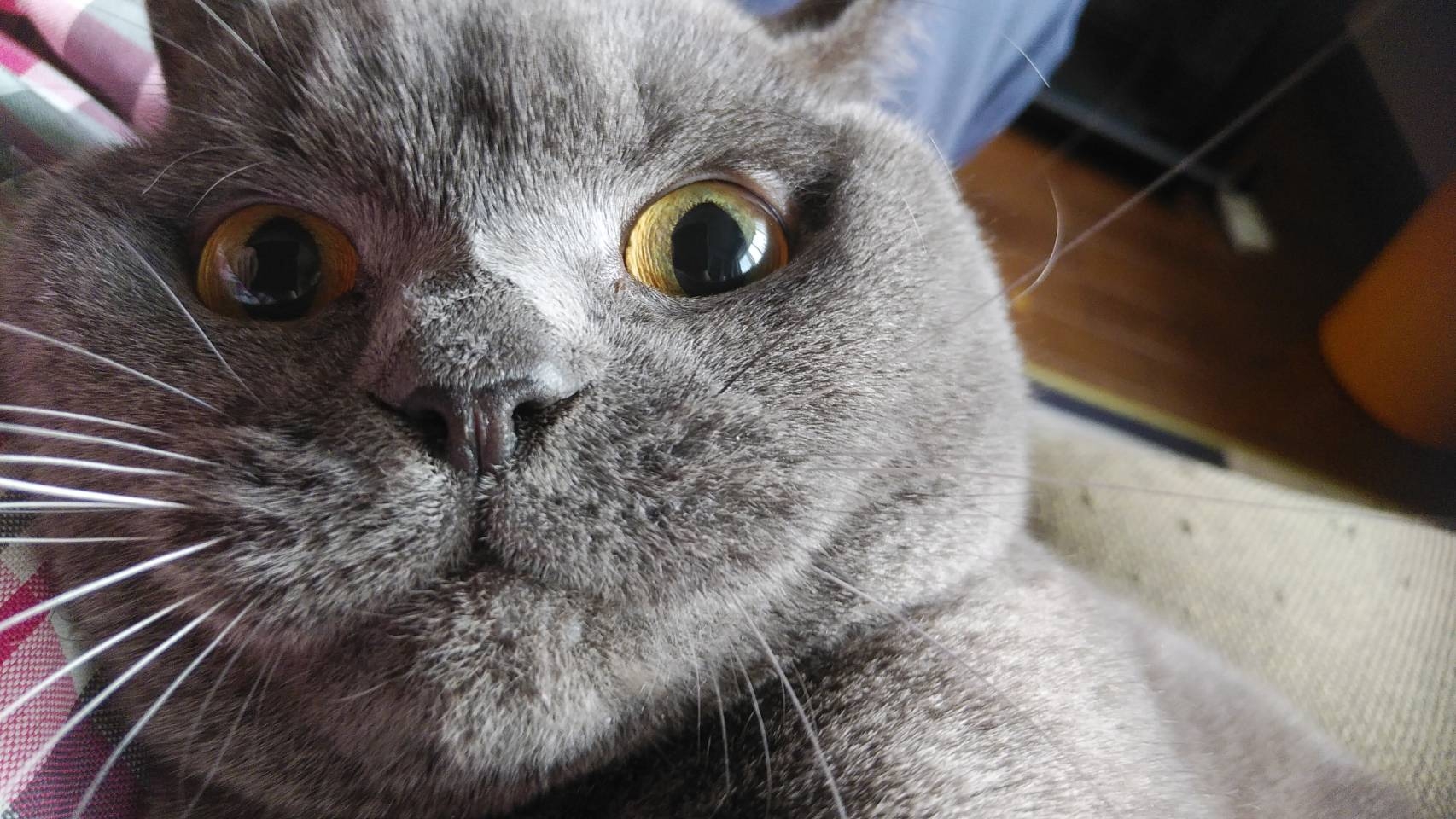 ヨナメ