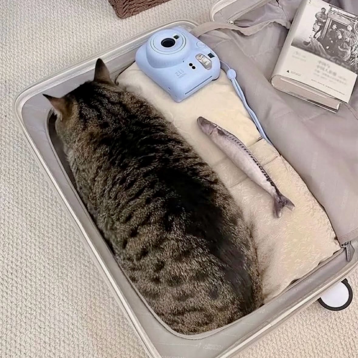 みゆき𐤔(◍´͈ ᵕ `͈ ◍)𐤔