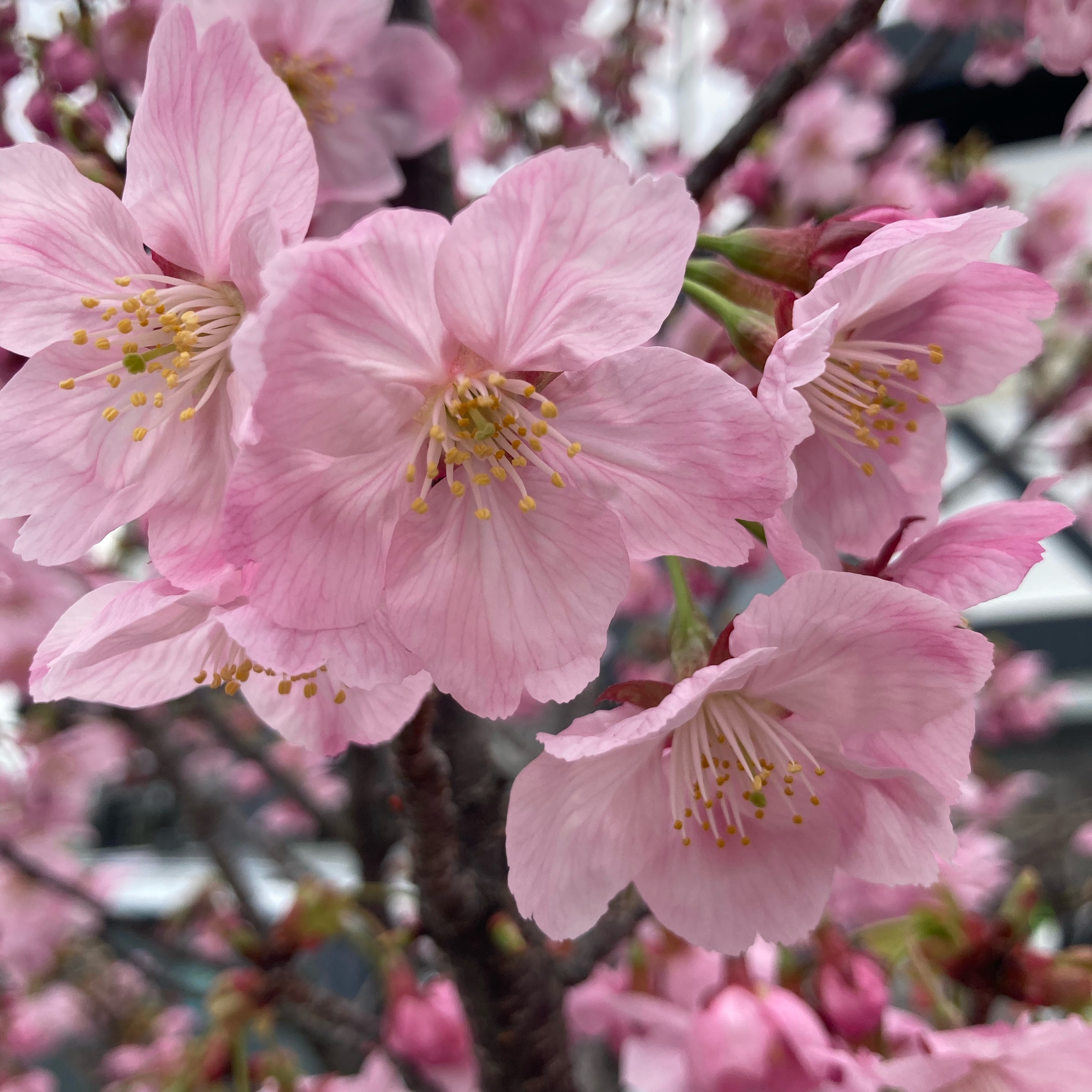 花🍀