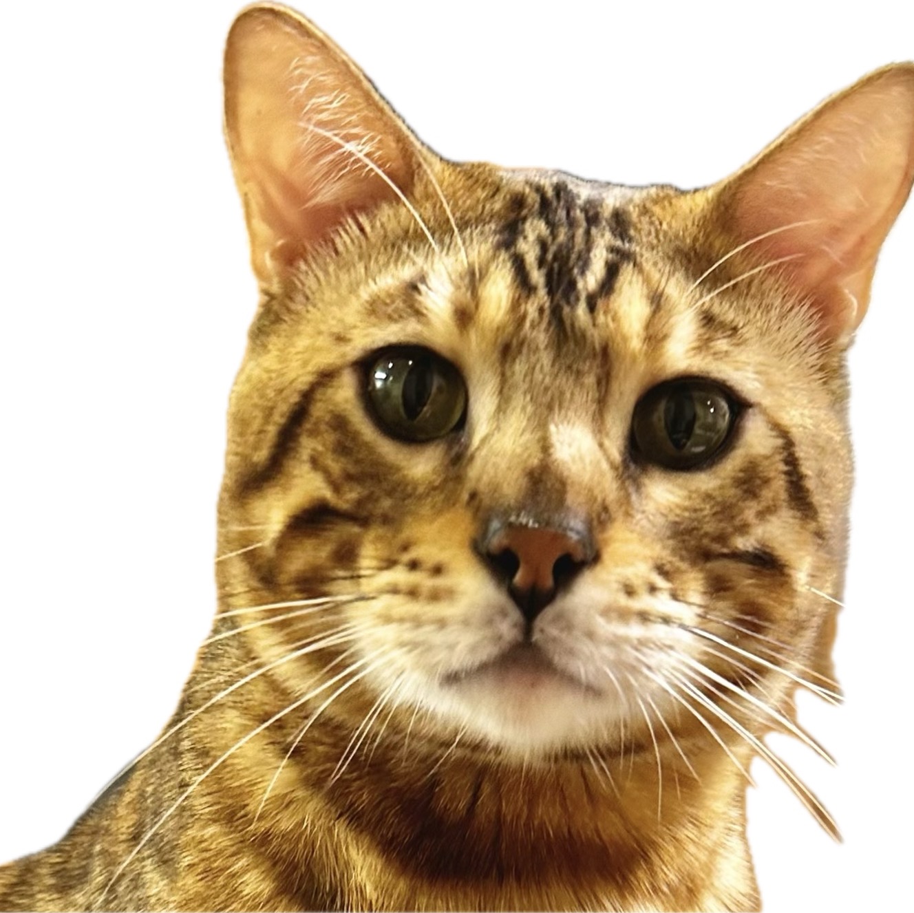 カエルミちゃん