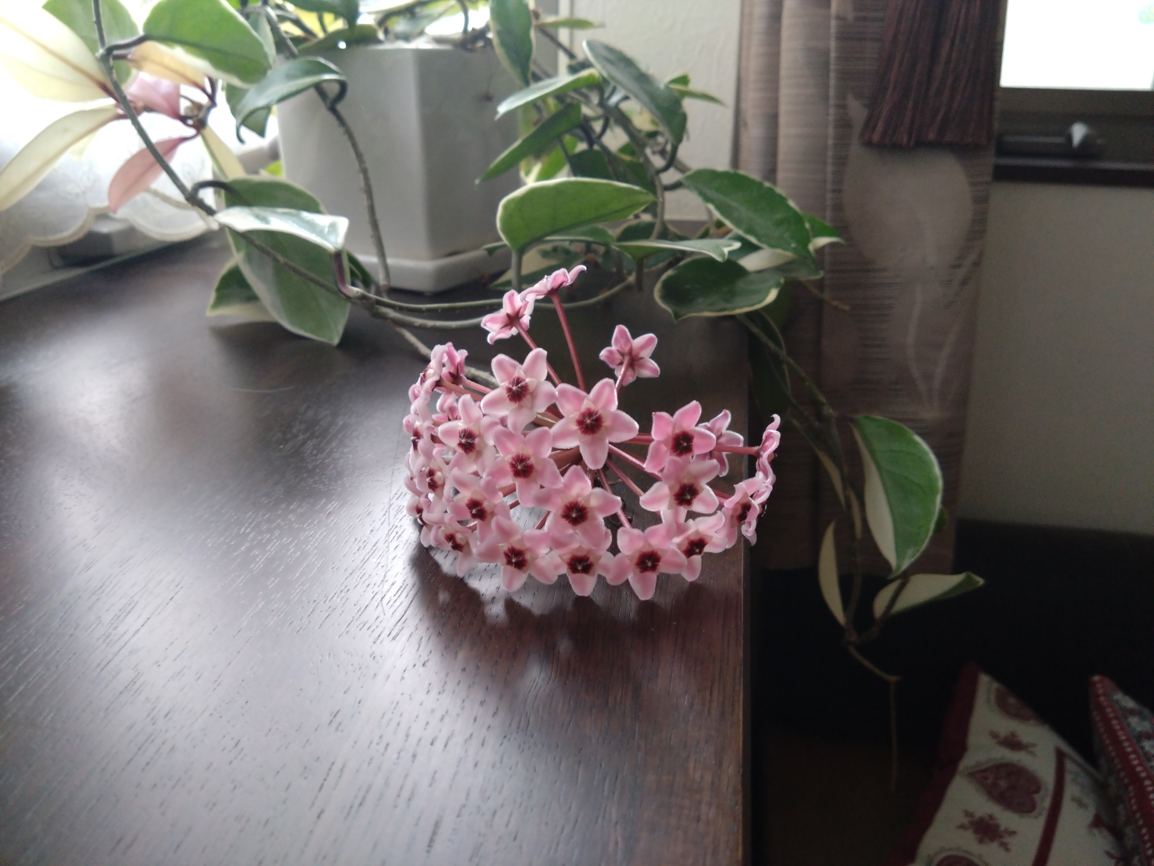 chizuko