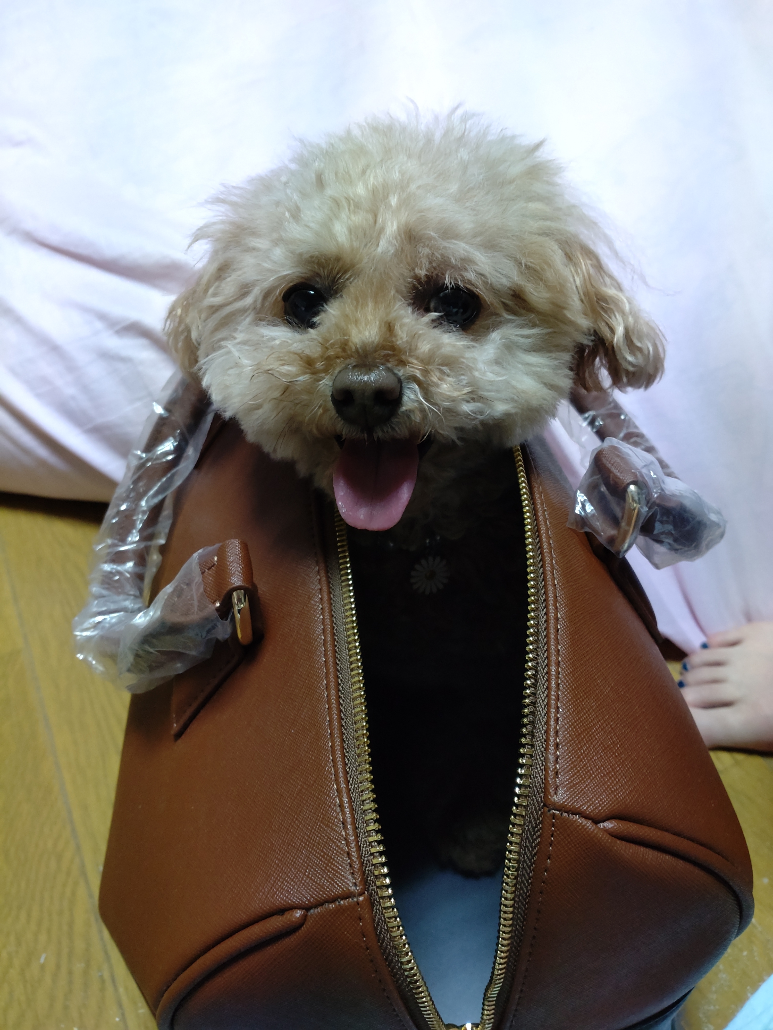しゅがー