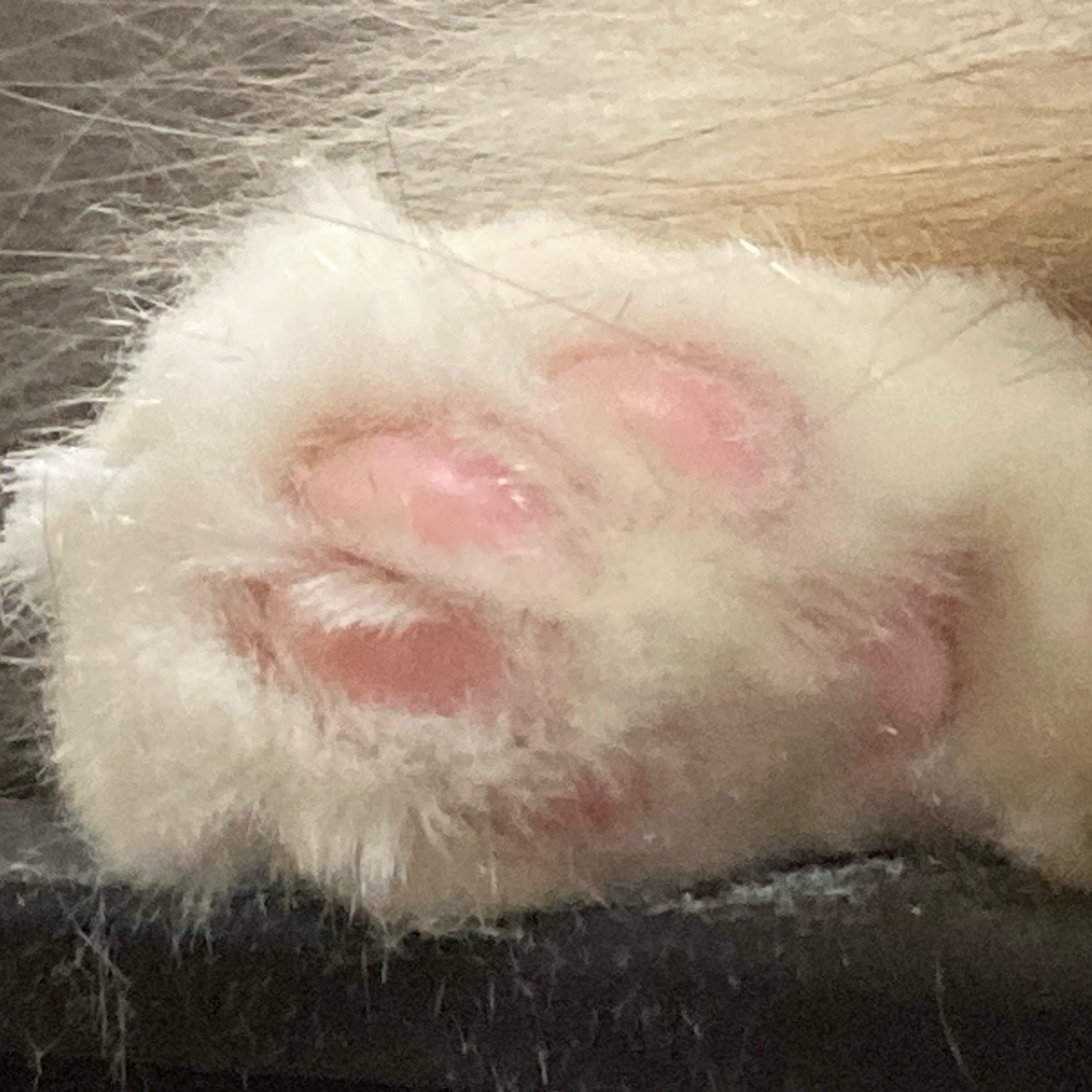 ちいこ