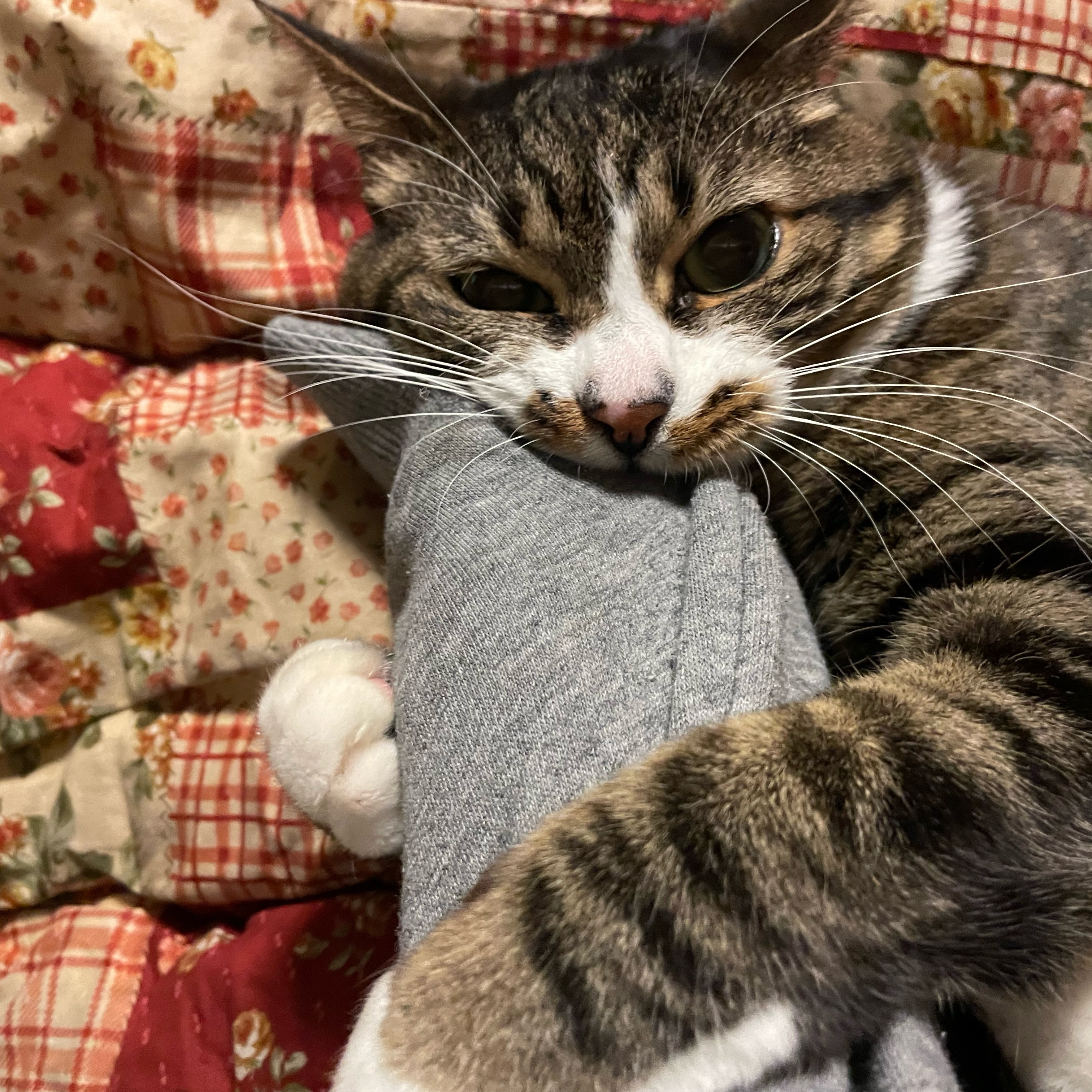 けみわ