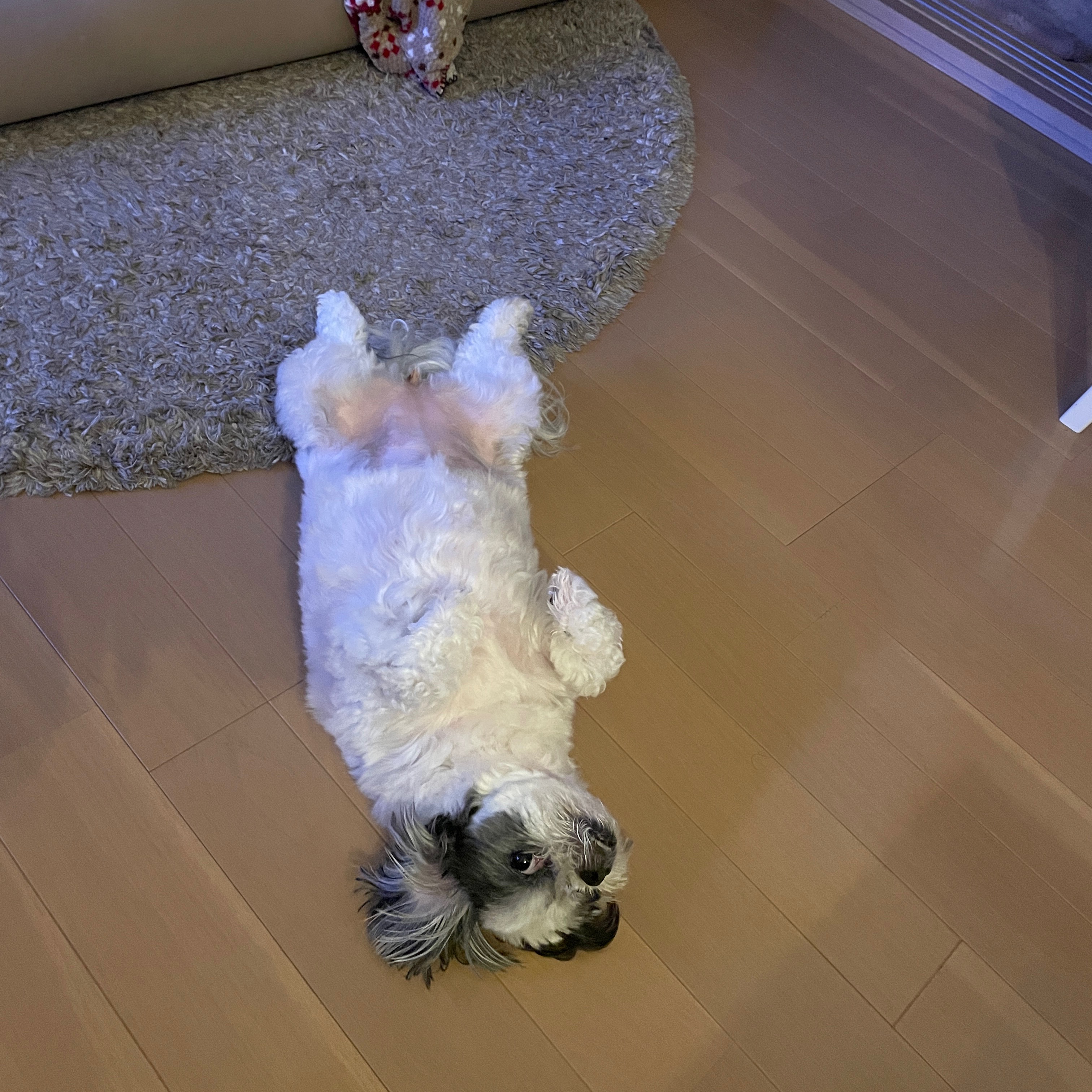 もふもふへそ天