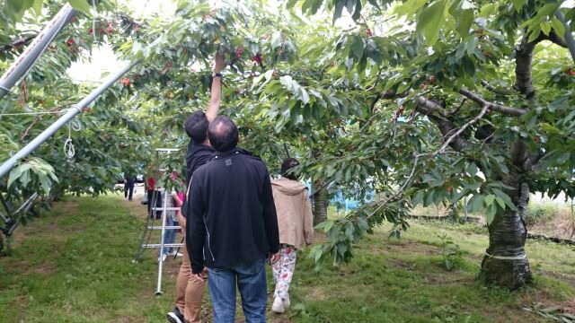 壮瞥町はさくらんぼ狩りが真っ盛りです さくらんぼ成長記9回目 洞爺湖のある町北海道壮瞥町観光ブログ そうべつ観光協会