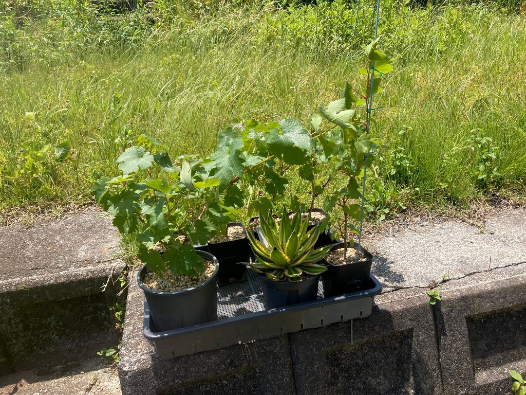 ブドウ栽培日記４　＃9