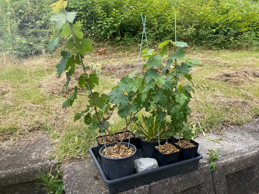 ブドウ栽培日記４　＃10