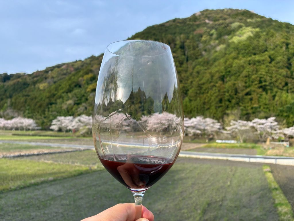 ギャンブルワインでお花見　～2026年～