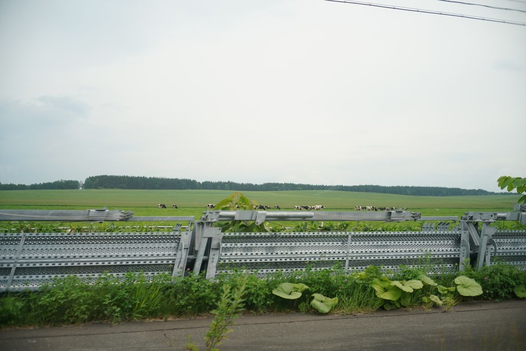 DSC08017.JPG