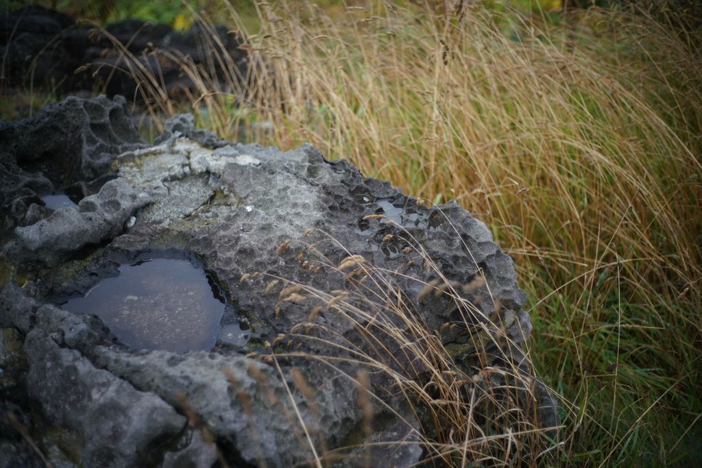 DSC08142.JPG