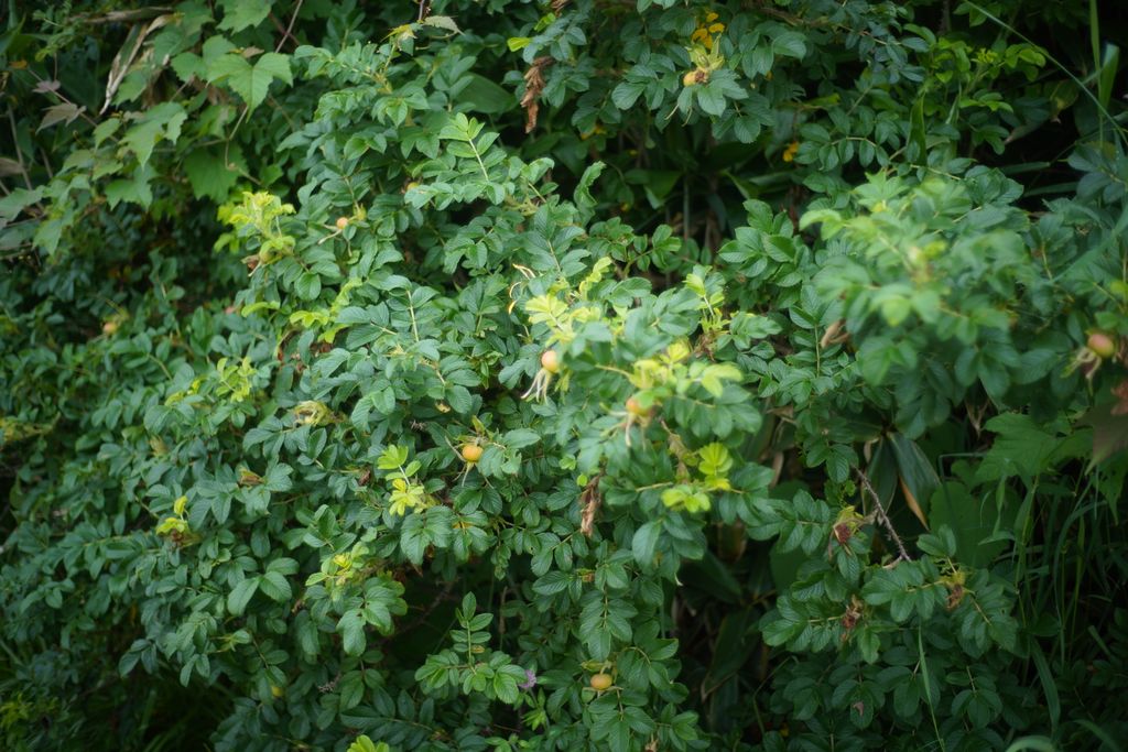 DSC08200.JPG