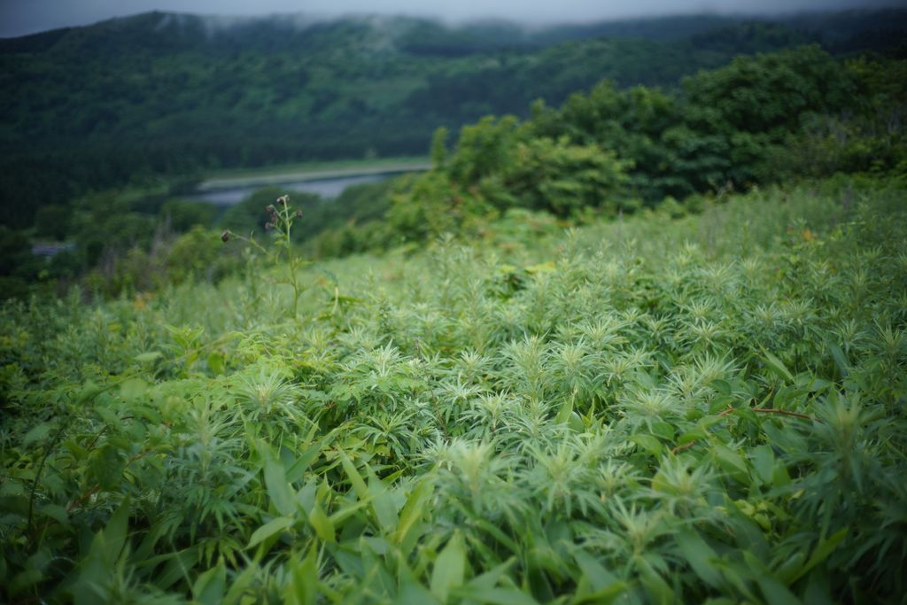 DSC08273.JPG