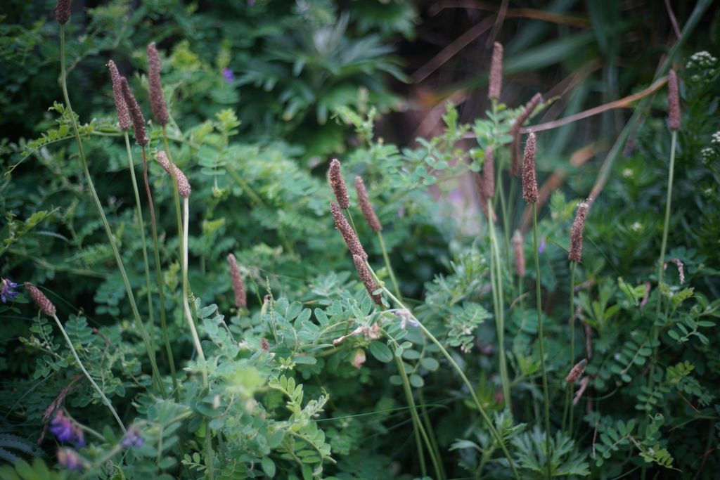 DSC08602.JPG