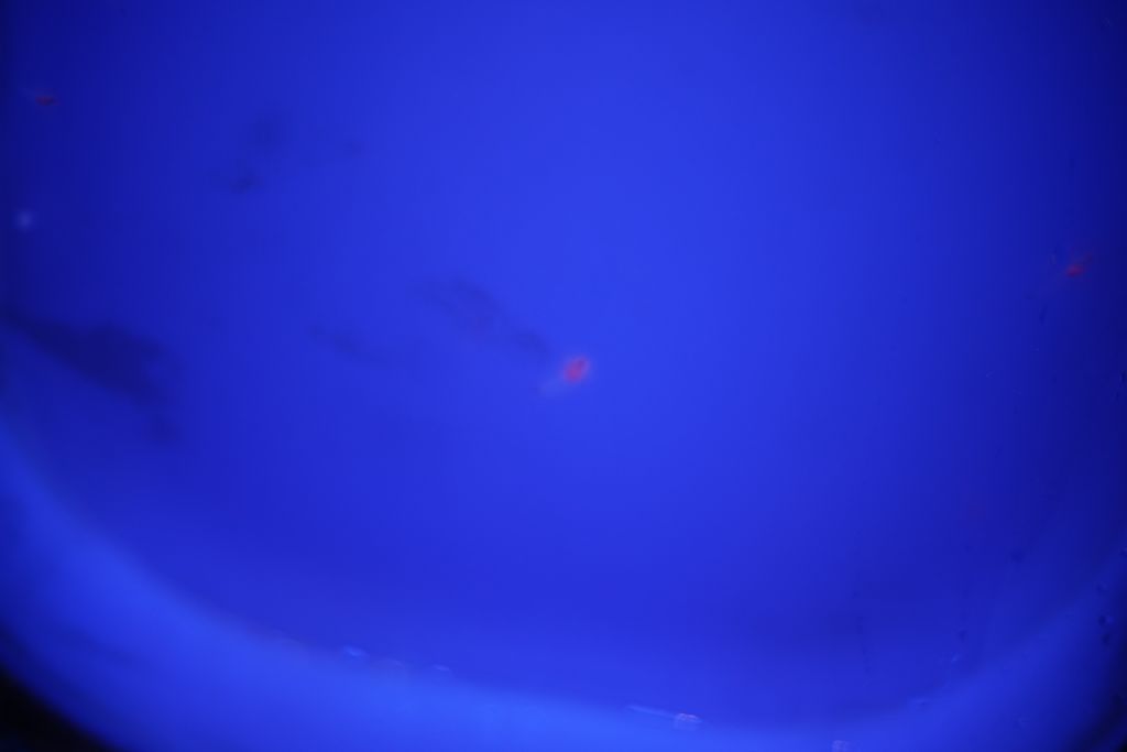 DSC08769.JPG