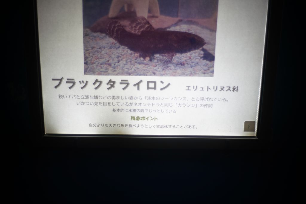 DSC08774.JPG